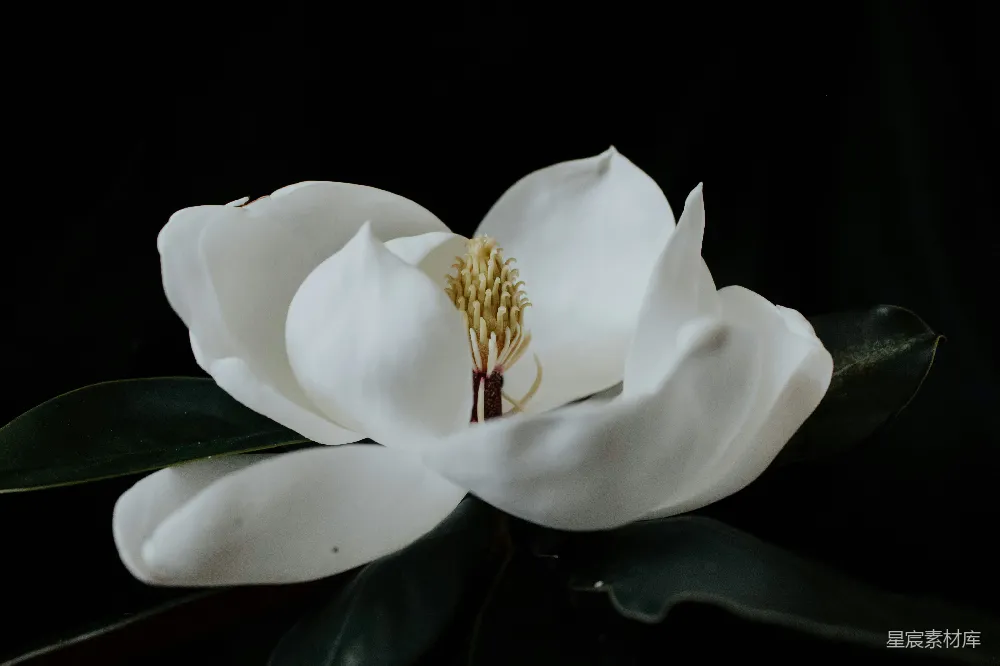 高清摄影  白色花瓣的花