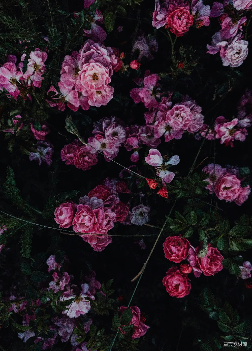 高清摄影  粉色花瓣的花朵