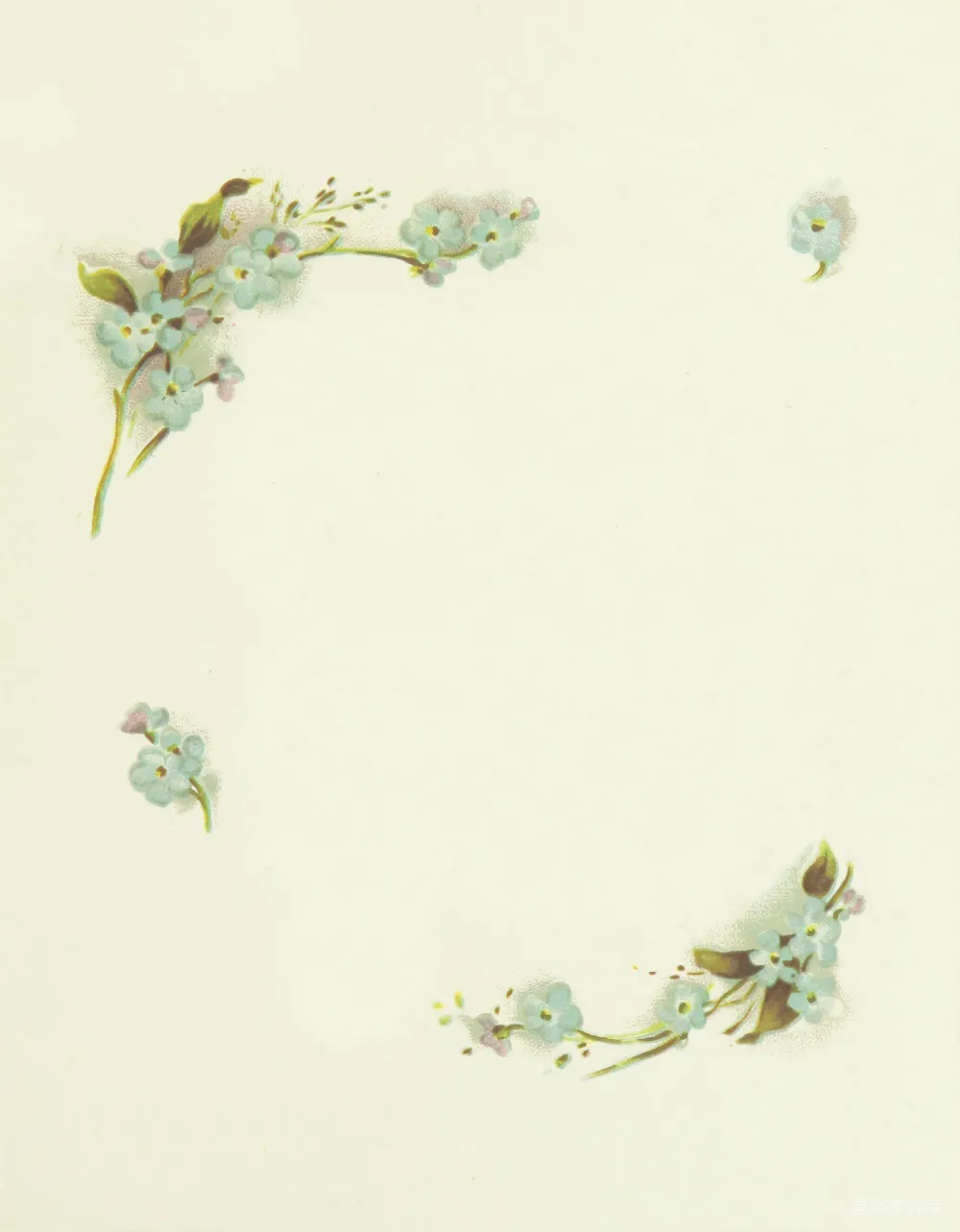 高清摄影  白色花朵插图
