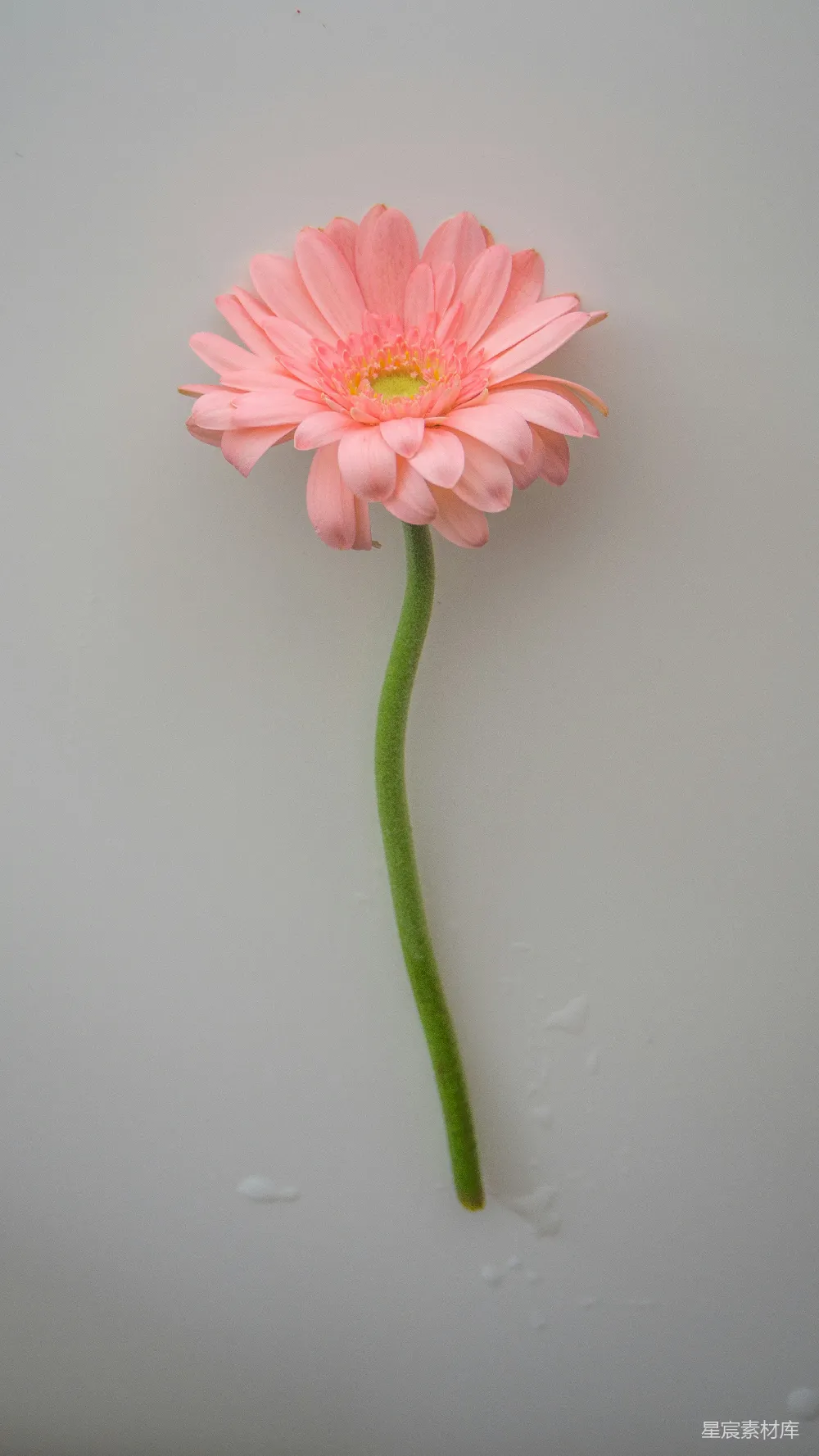 高清摄影  粉红色的花在绿色的茎上