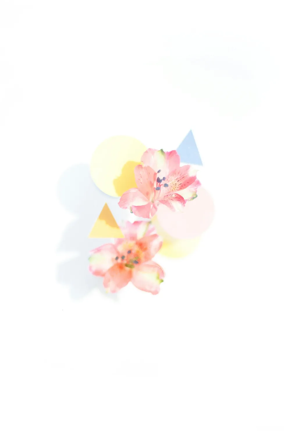 高清摄影  紫色和黄色的花朵插图
