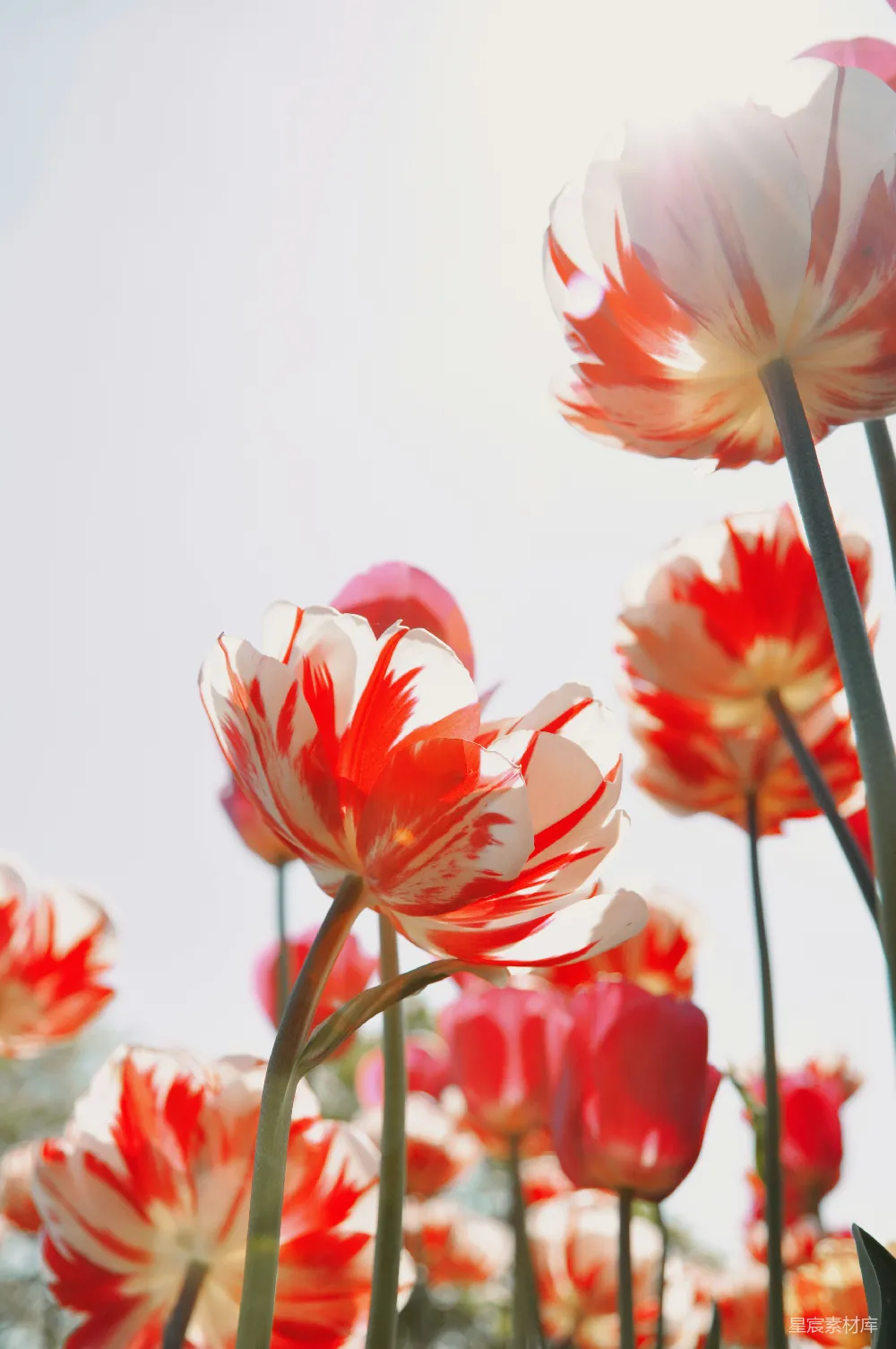 高清摄影  全开的红白郁金香花
