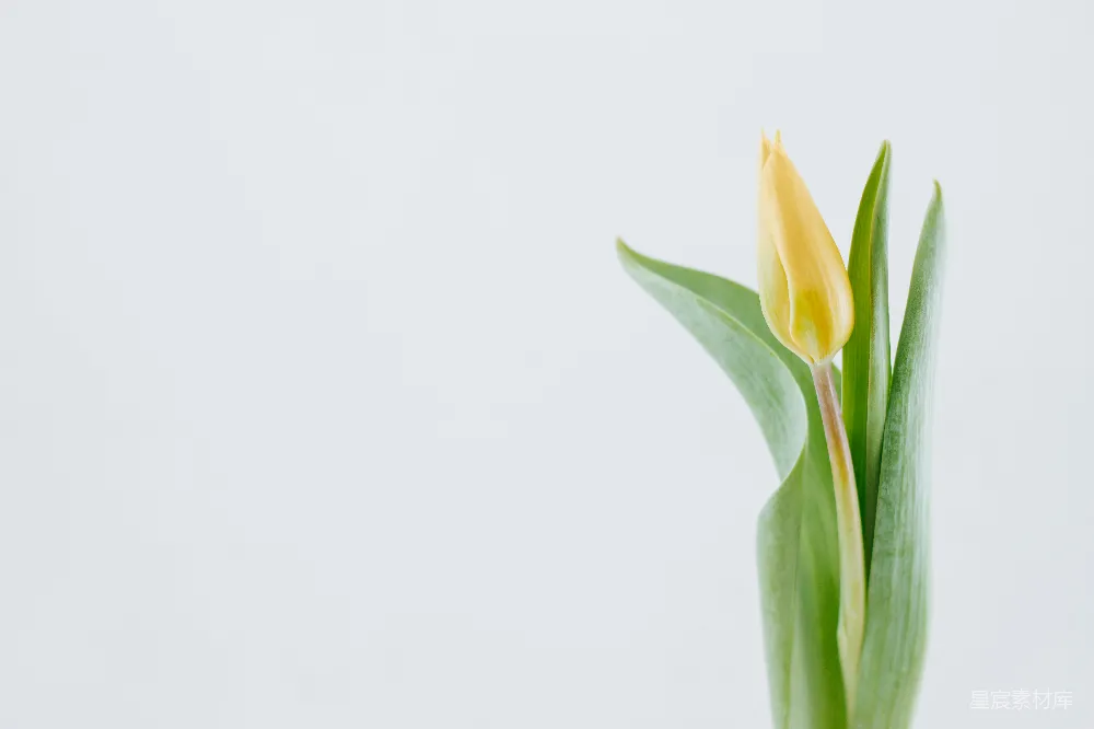 高清摄影  黄色郁金香花蕾