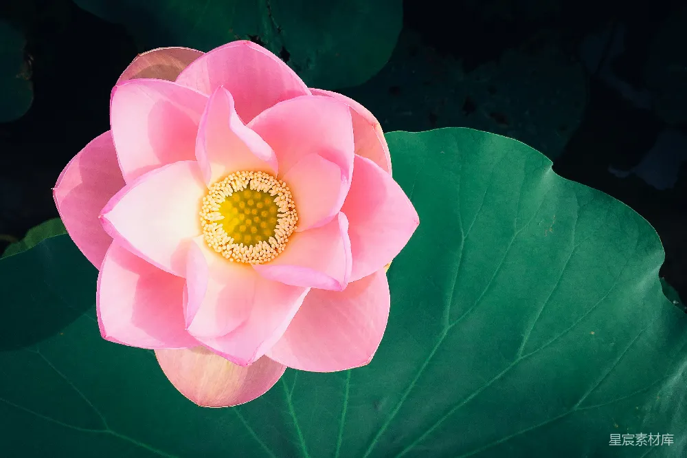 高清摄影  粉色花瓣的特写照片