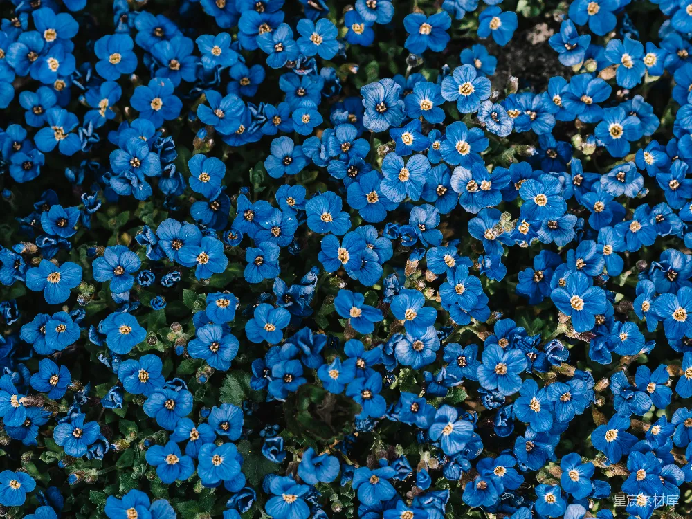 高清摄影  蓝花田