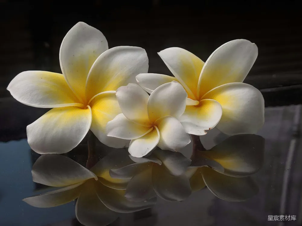 高清摄影  一簇白花