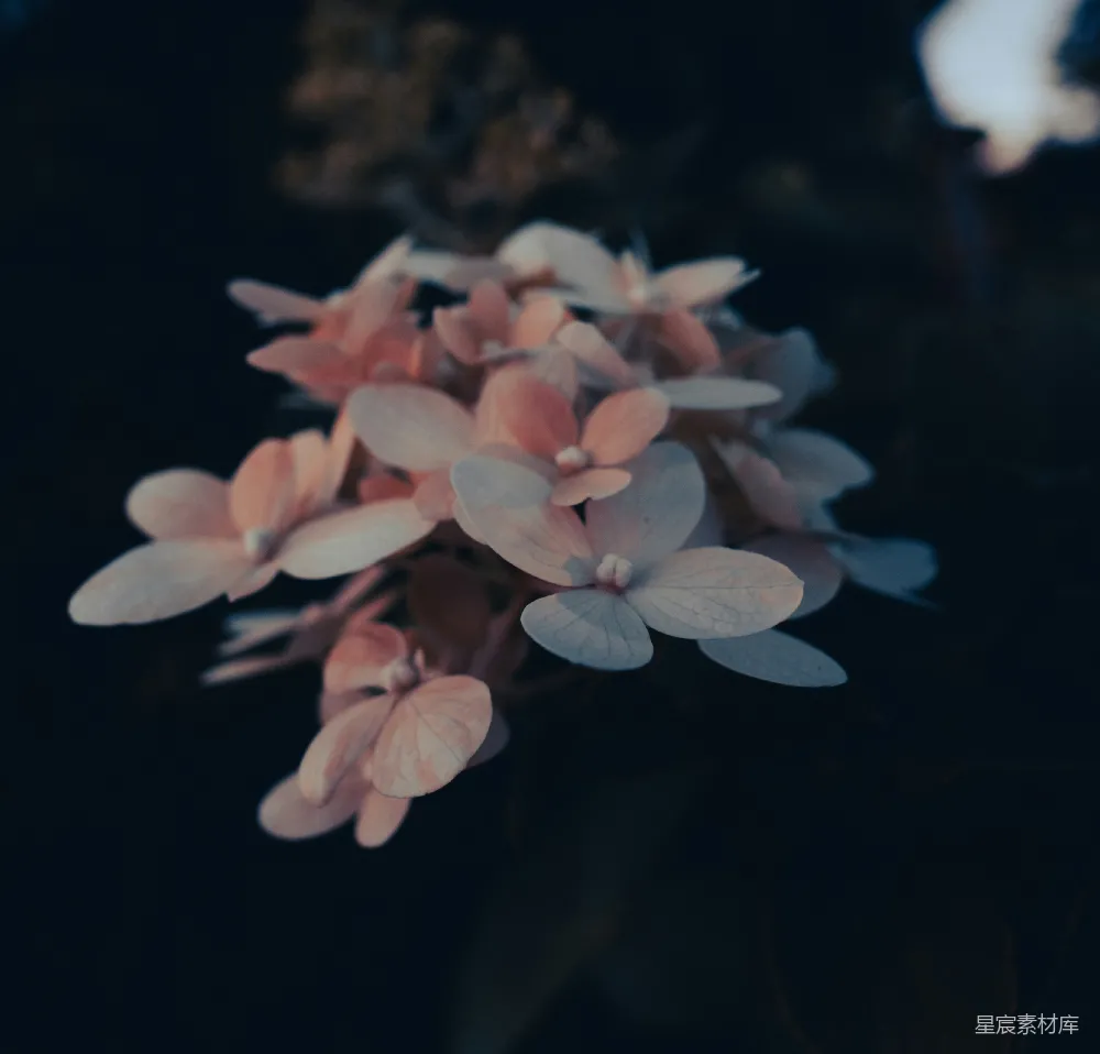 高清摄影  粉白相间的花朵在微移镜头下拍摄