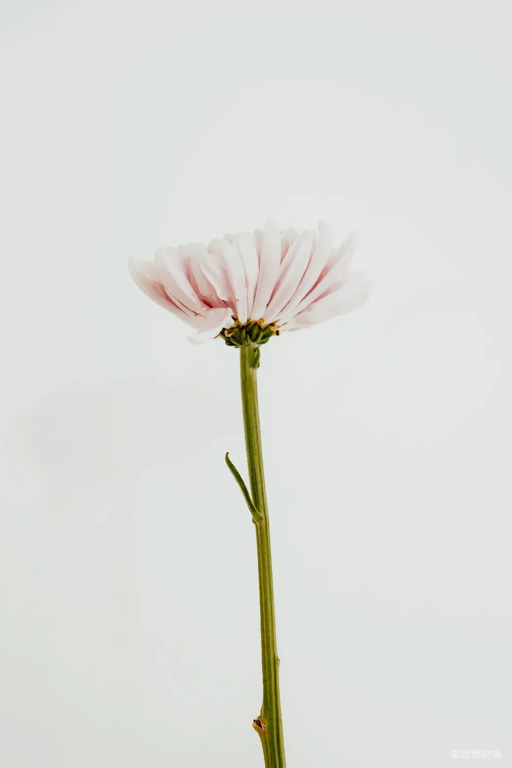 高清摄影  粉红色的花，绿色的茎