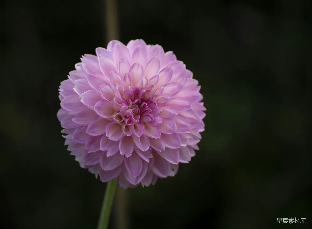高清摄影  粉红色花朵通过移轴镜头拍摄
