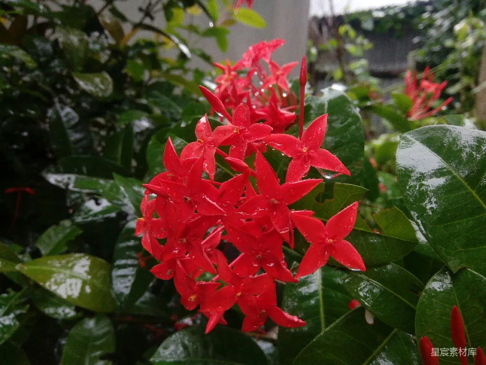 高清摄影  一朵红色的花的特写