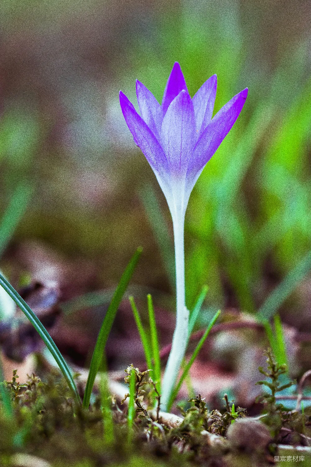 高清摄影  紫色花瓣的花
