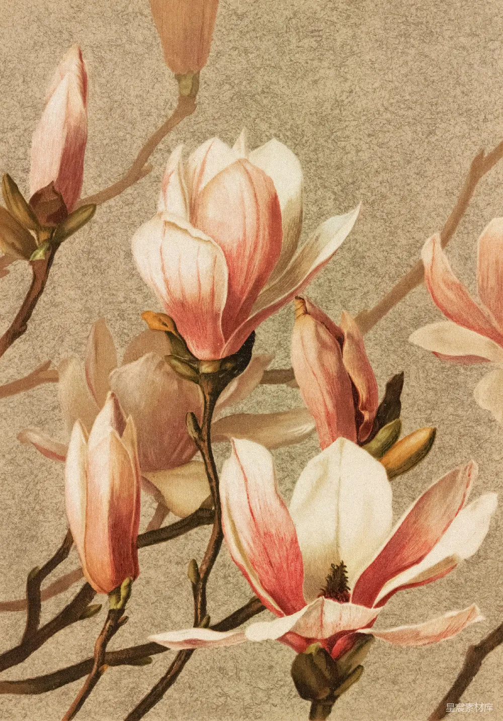 高清摄影  一幅灰色背景上的粉白色花朵画作