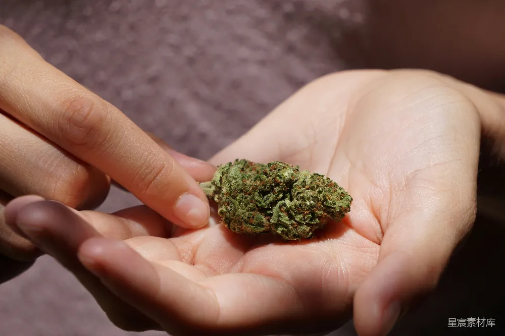 高清摄影  绿色大麻在人的手上