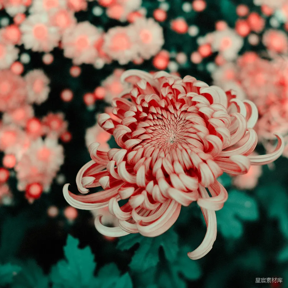 高清摄影  粉红色花朵的特写照片