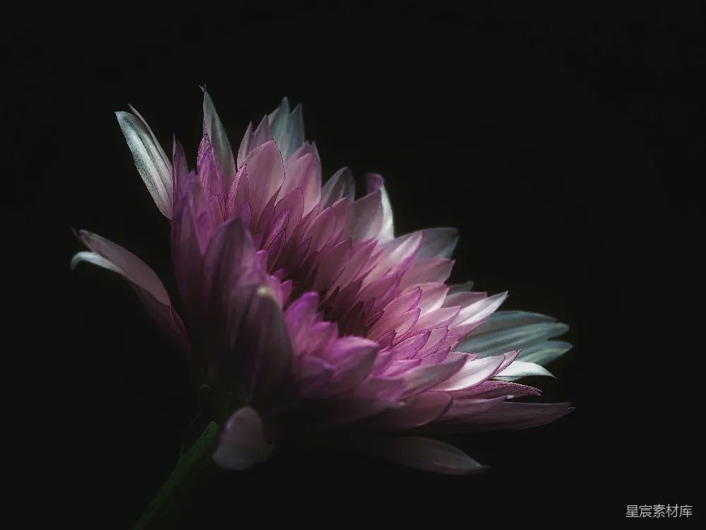高清摄影  紫色花瓣的花朵在黑色背景前