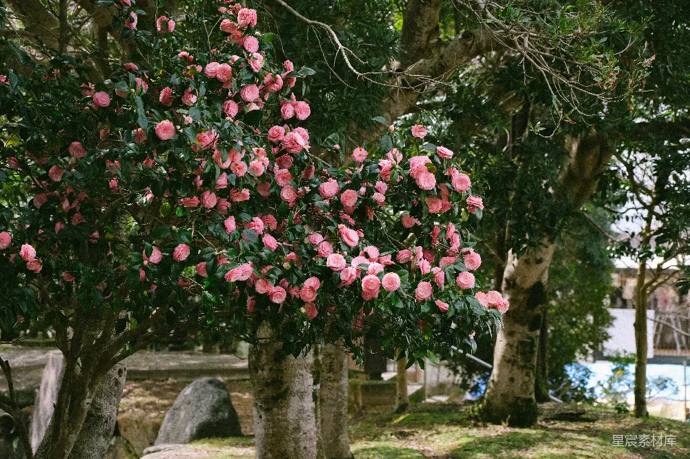 高清摄影  一棵开粉红色花的树在公园里