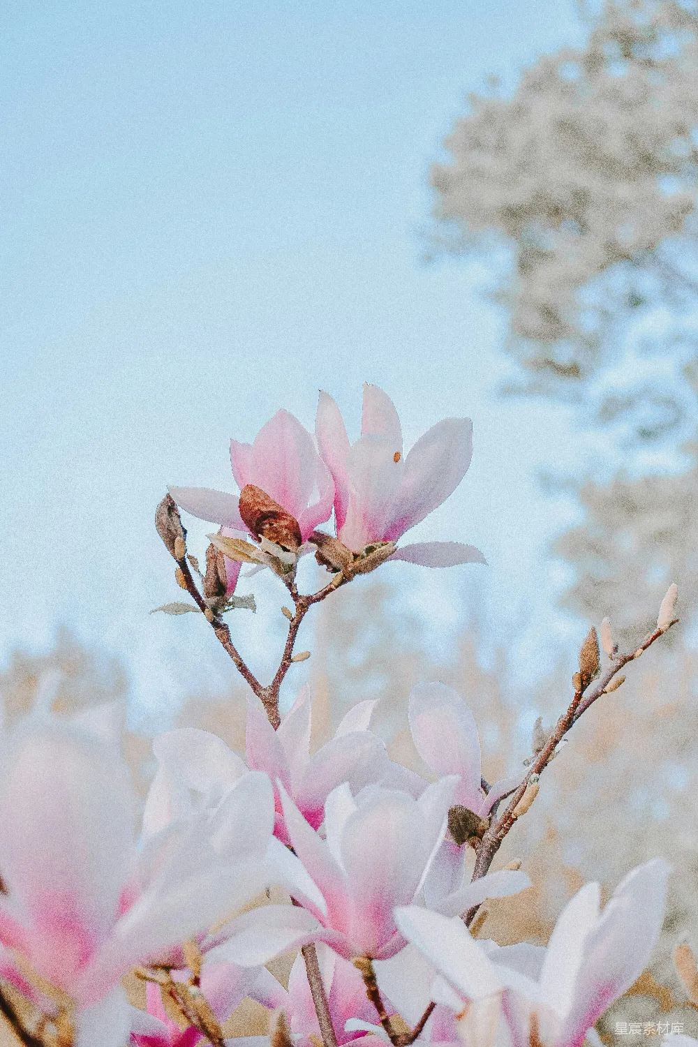 高清摄影  浅景深拍摄粉红色花朵