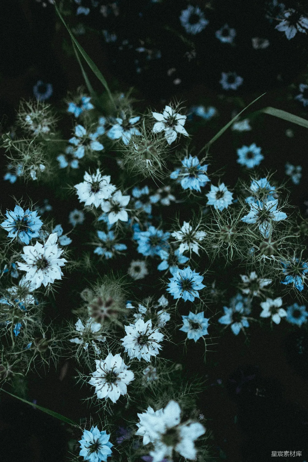 高清摄影  白花瓣的花朵，绿叶环绕。