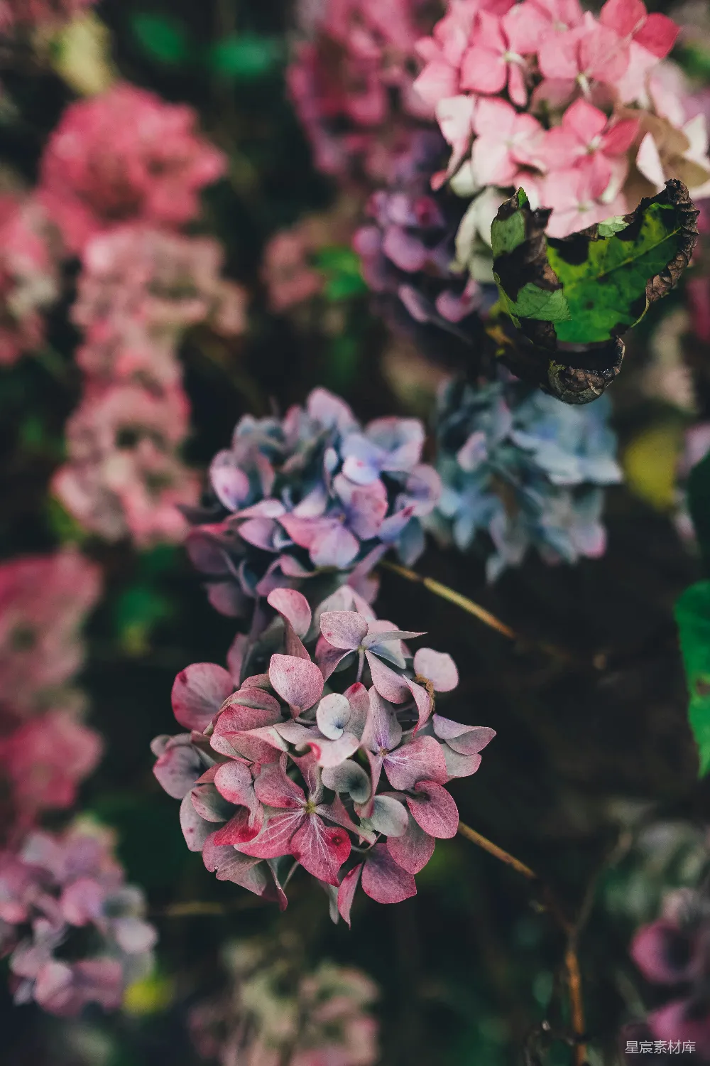 高清摄影  粉红色花瓣的花
