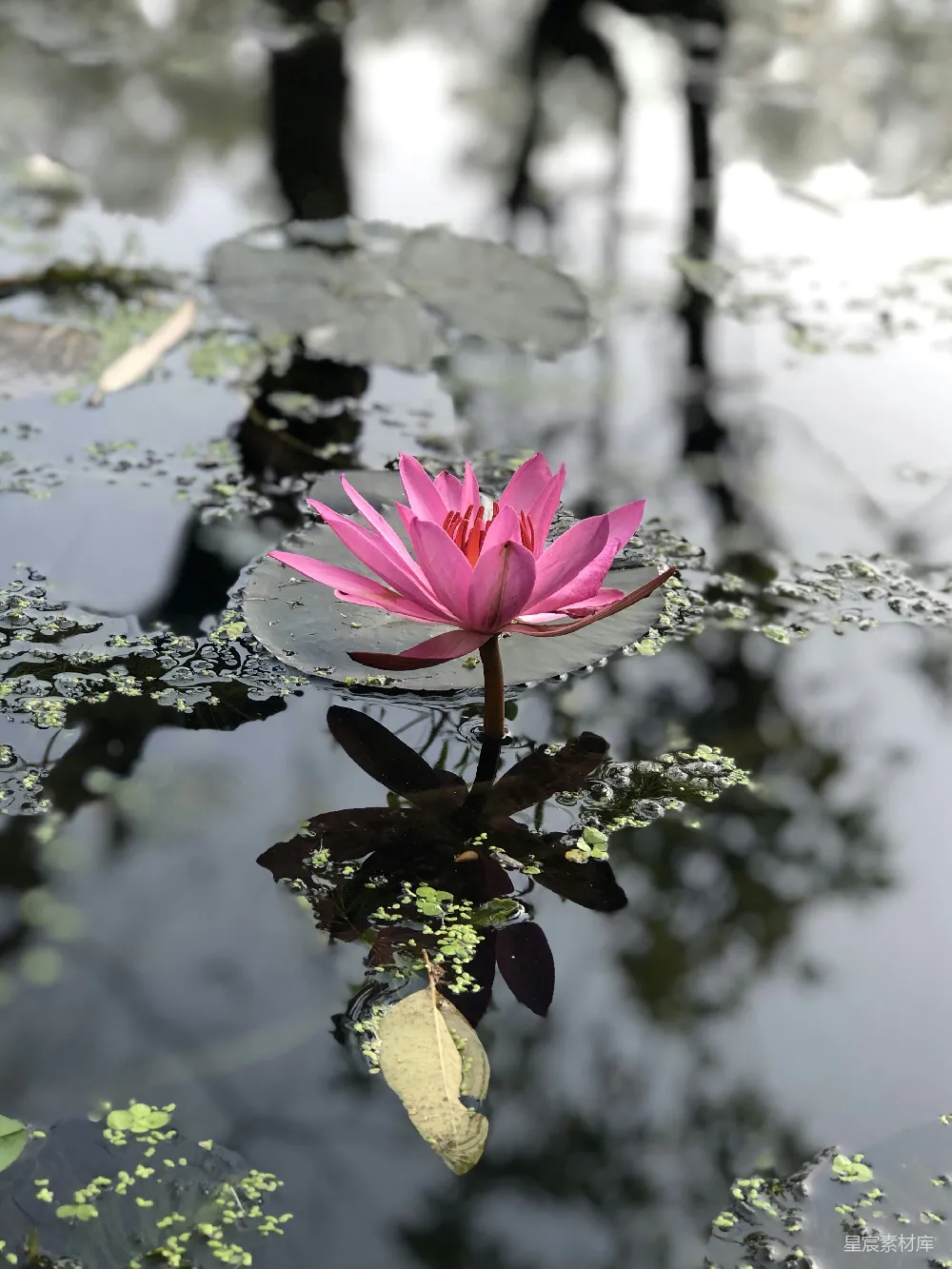 高清摄影  粉红色的花在绿色的叶子上