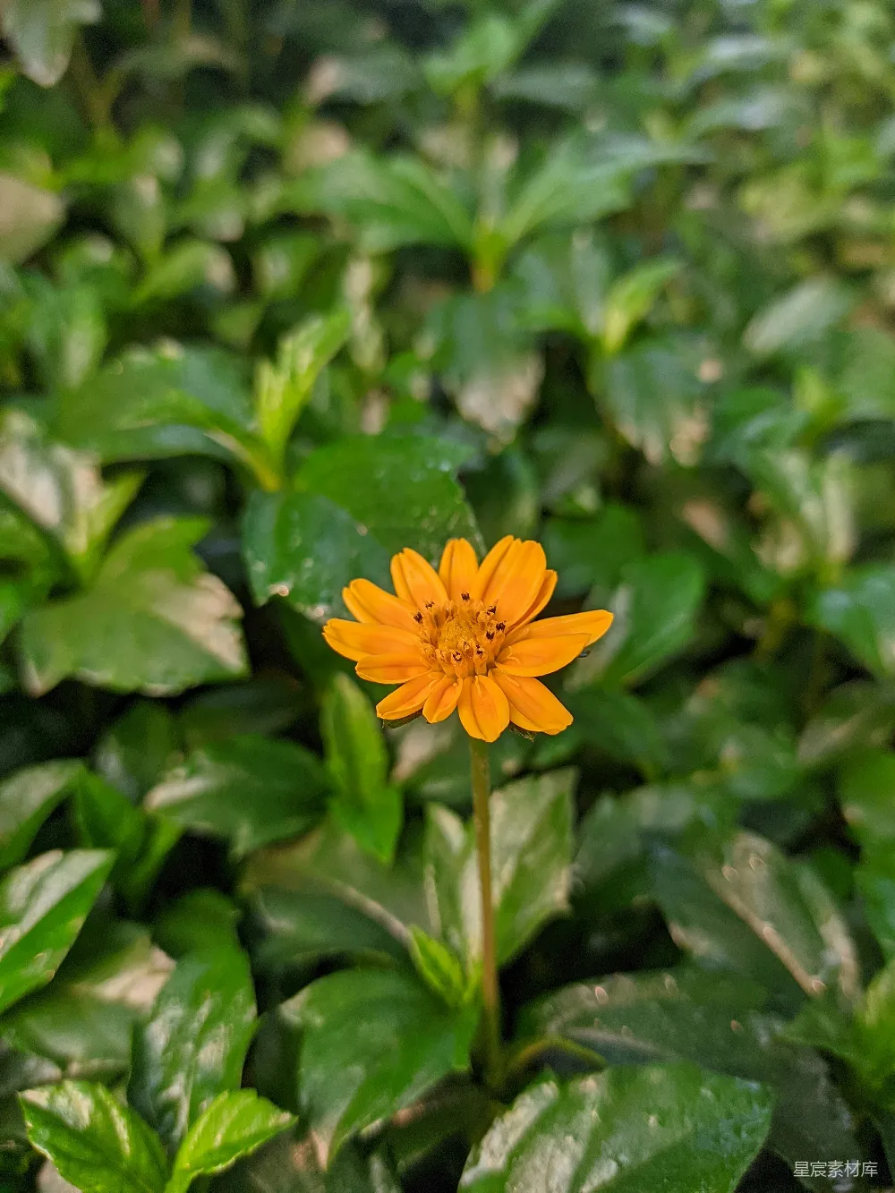 高清摄影 自然 一片绿叶中的一朵黄色小花