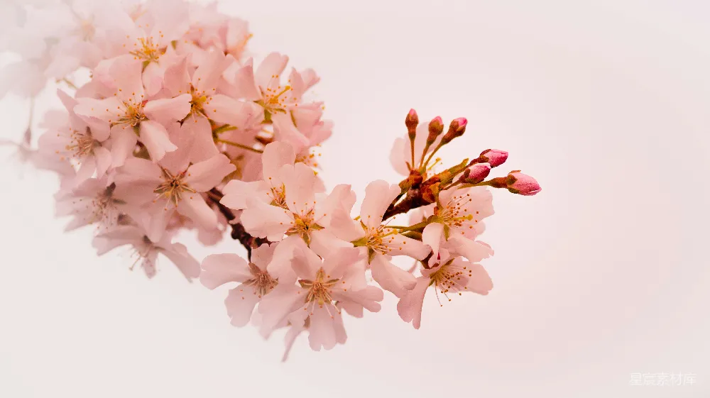高清摄影  粉色樱花