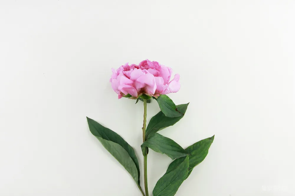 高清摄影  紫色玫瑰花