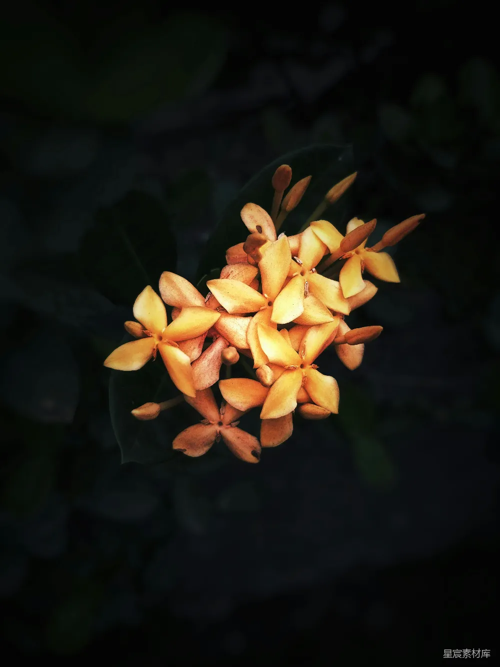 高清摄影  一簇黄色的花在黑色背景上
