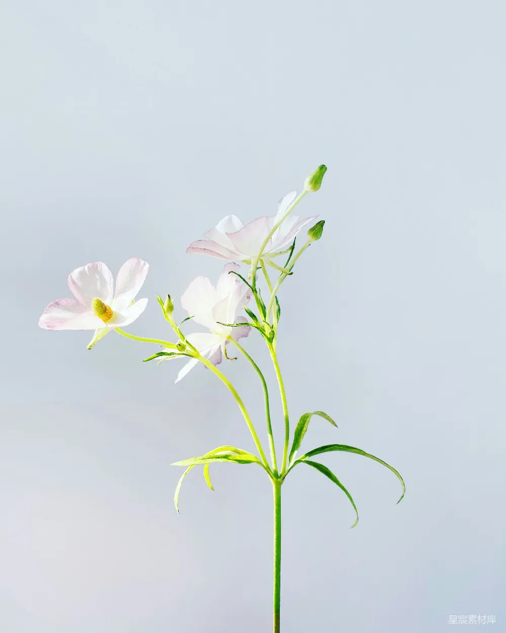 高清摄影  在近景摄影中，白色的和粉色的花朵