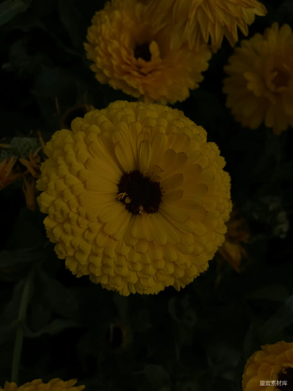 高清摄影  一簇挨着一簇的黄色花。