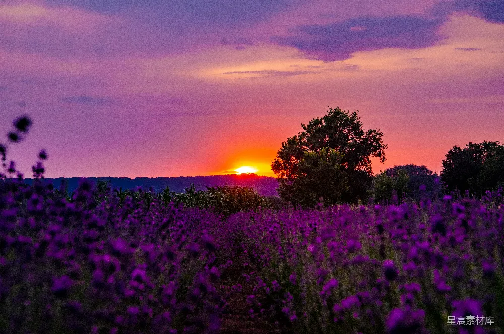高清摄影 自然 夕阳笼罩着一片薰衣草花田。