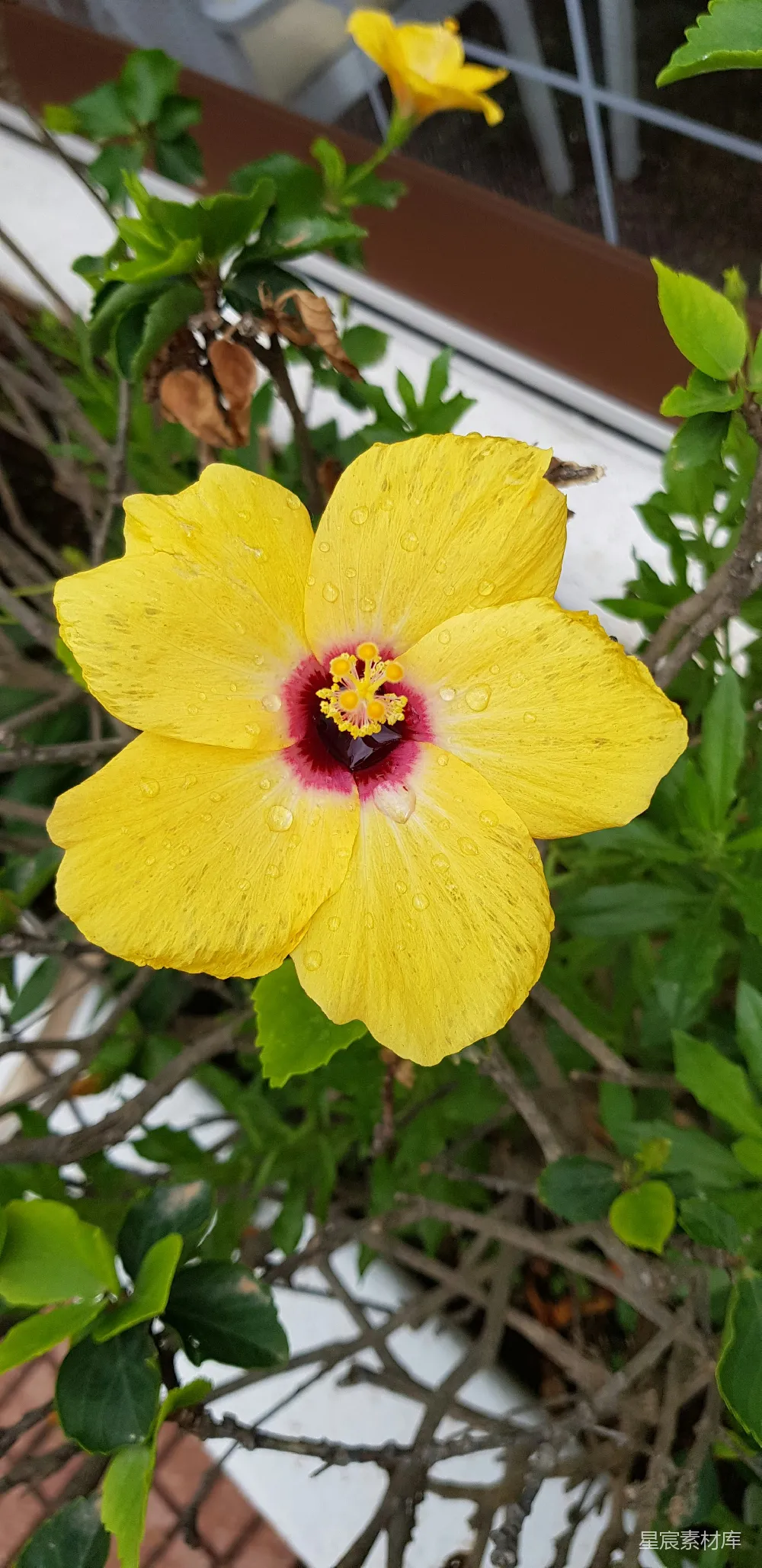 高清摄影  一朵黄色的花，中心是红色的，周围环绕着绿色的叶子。