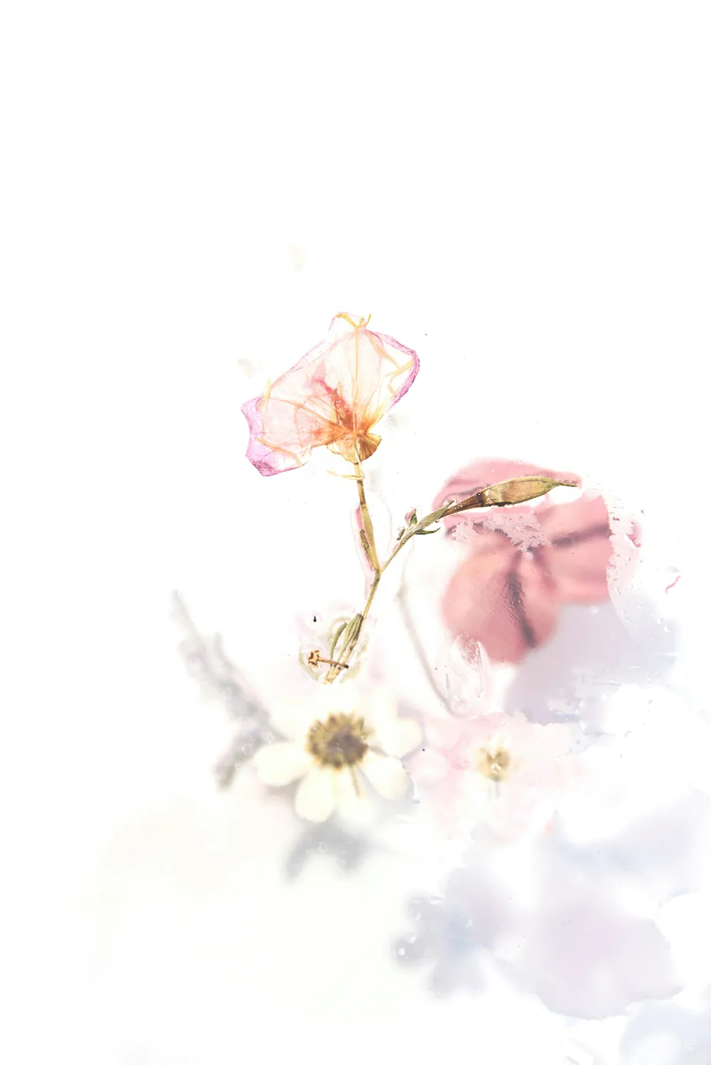 高清摄影 实验性 粉红色花朵画作