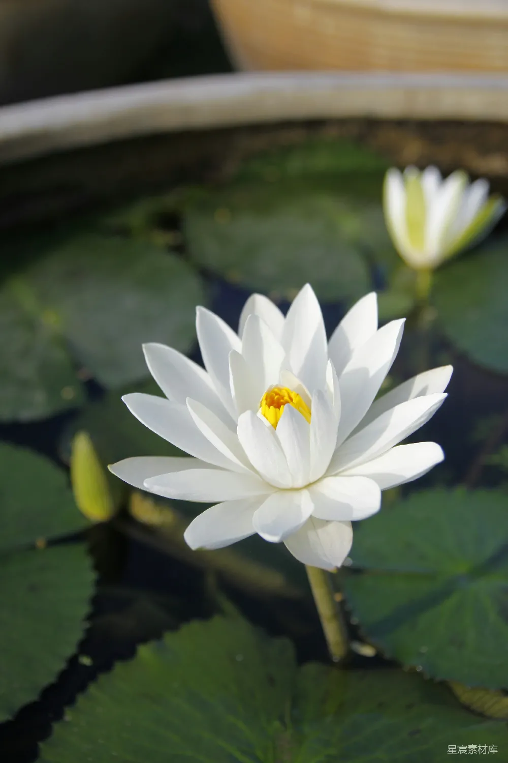 高清摄影  白花瓣的花