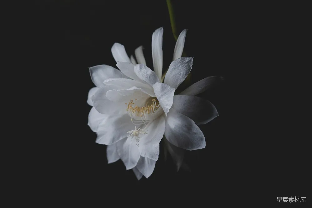 高清摄影 自然 壁纸 一朵白花配黑色背景