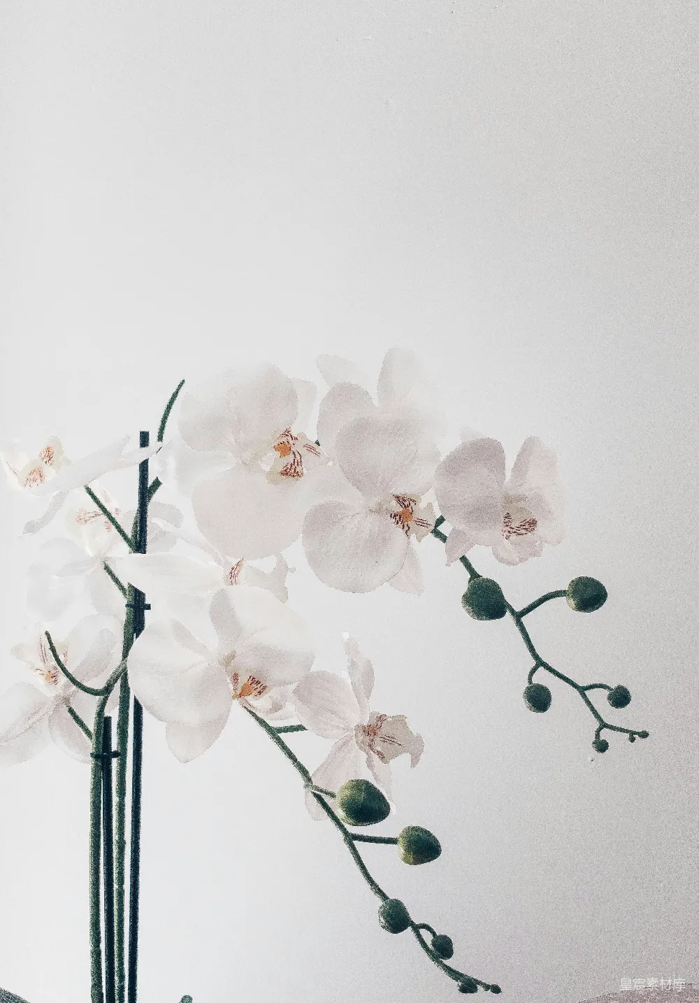 高清摄影  白色兰花花