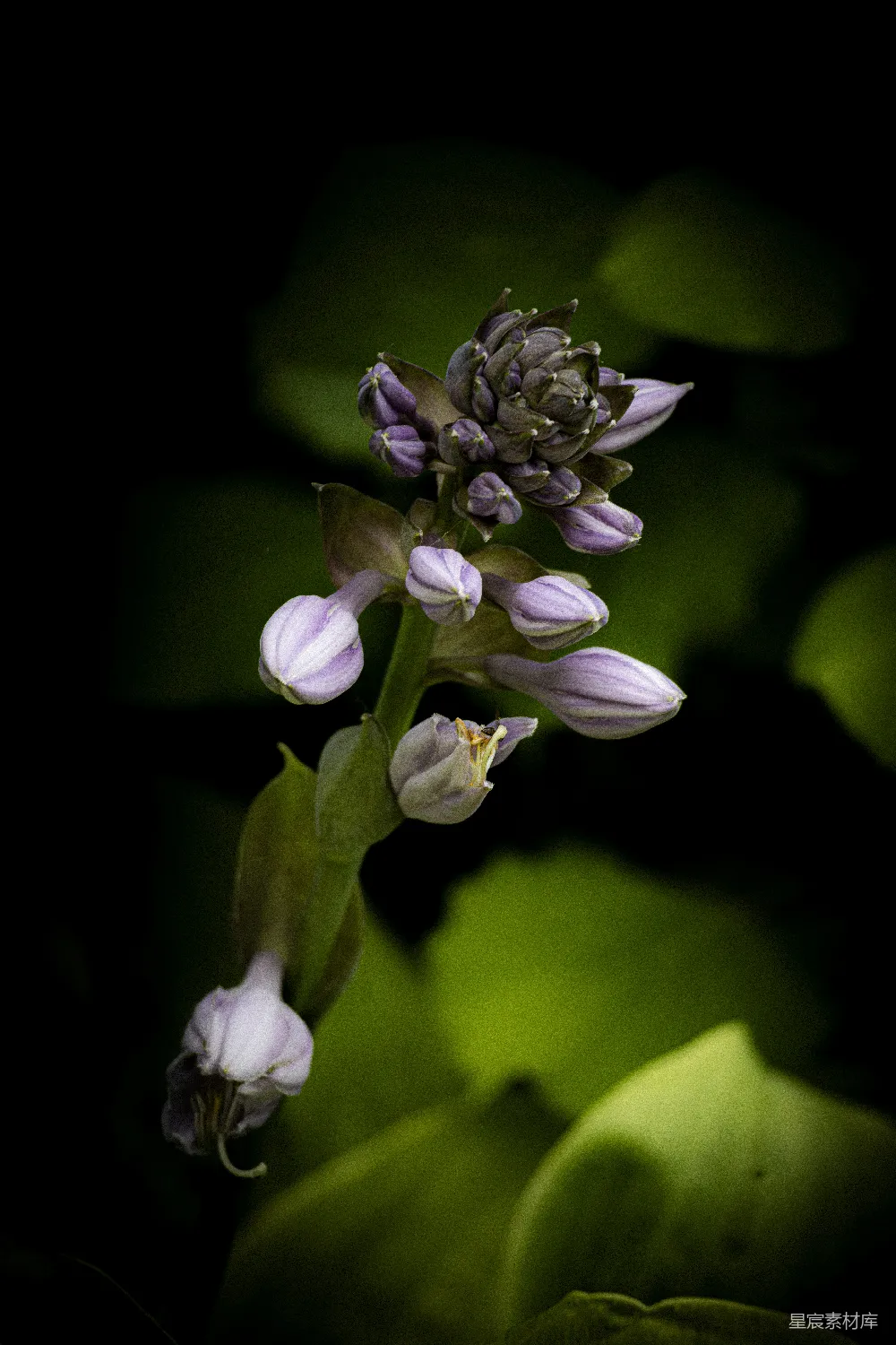高清摄影  紫色的花蕾在深色背景前显得格外精致。