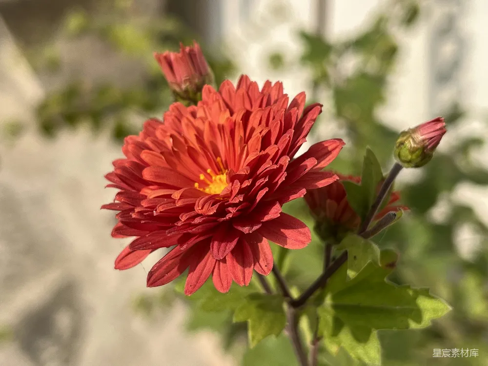 高清摄影  一朵红花和绿叶的特写。
