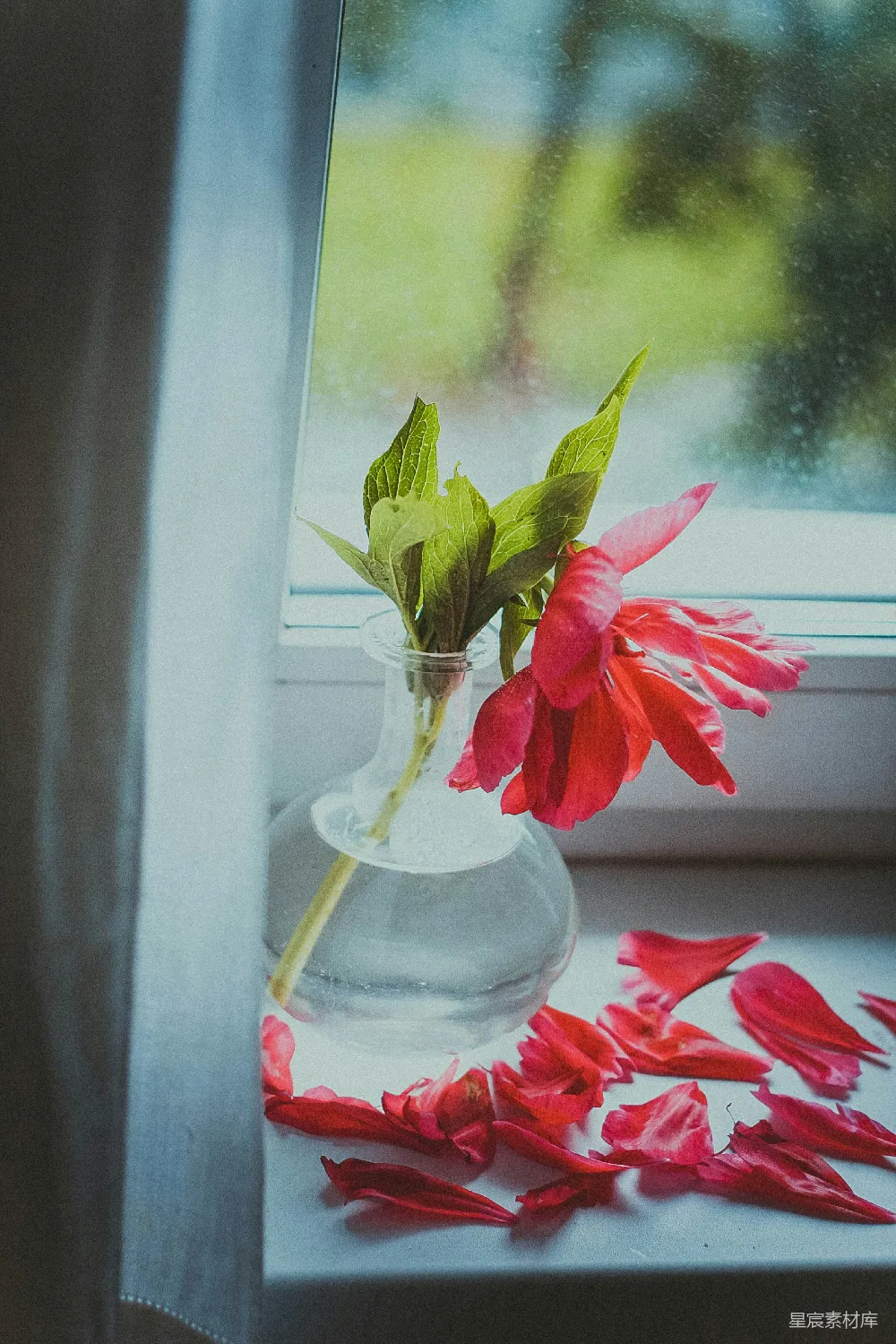 高清摄影 实验性 红色的花在清澈的玻璃花瓶中