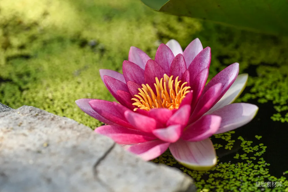 高清摄影  浅景深摄影中的粉红色花朵