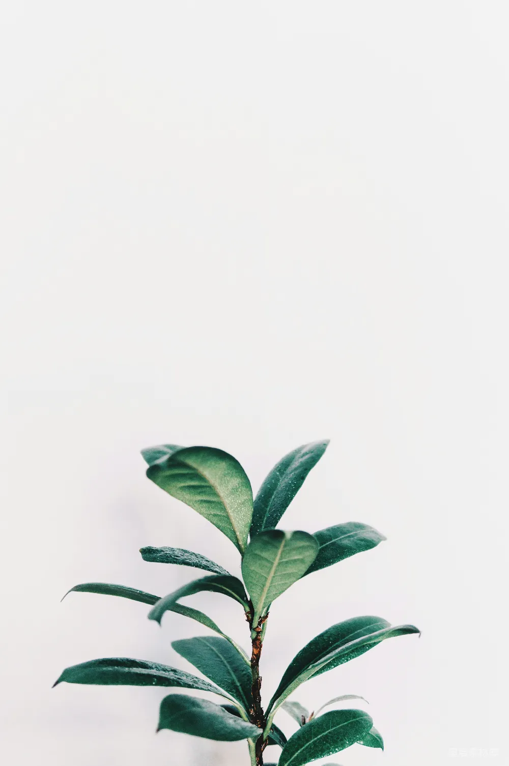 高清摄影  绿色叶子的植物特写照片