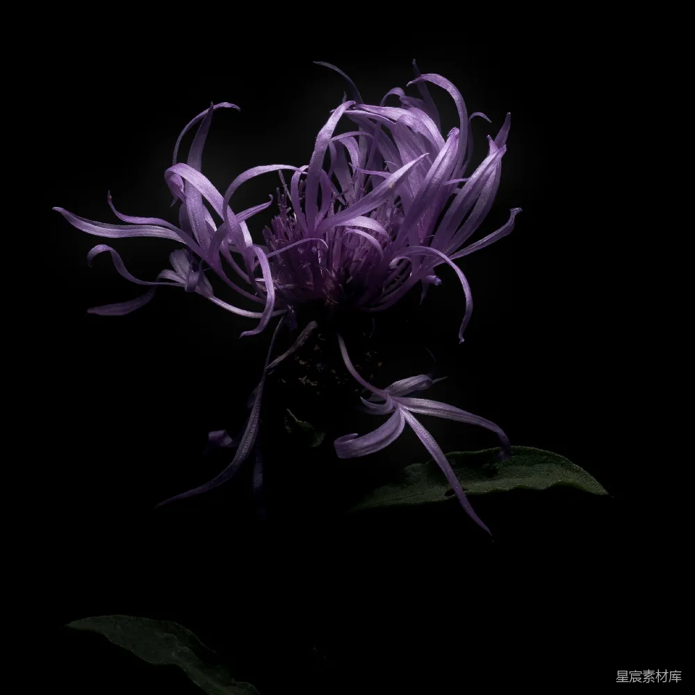 高清摄影  黑底下的白色和紫色花朵