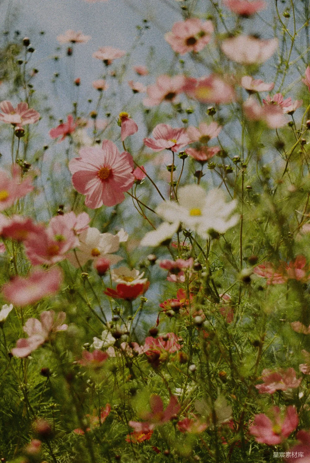 高清摄影  一片开满粉白相间花朵的田野