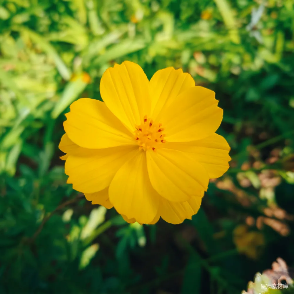 高清摄影  一朵黄色的花在田野里特写。