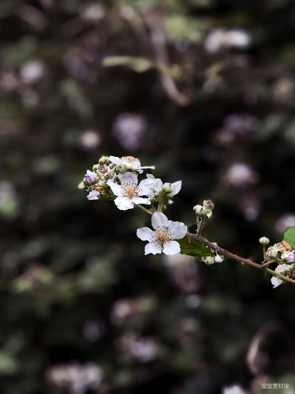 高清摄影  选择性焦点摄影中的白花瓣花朵