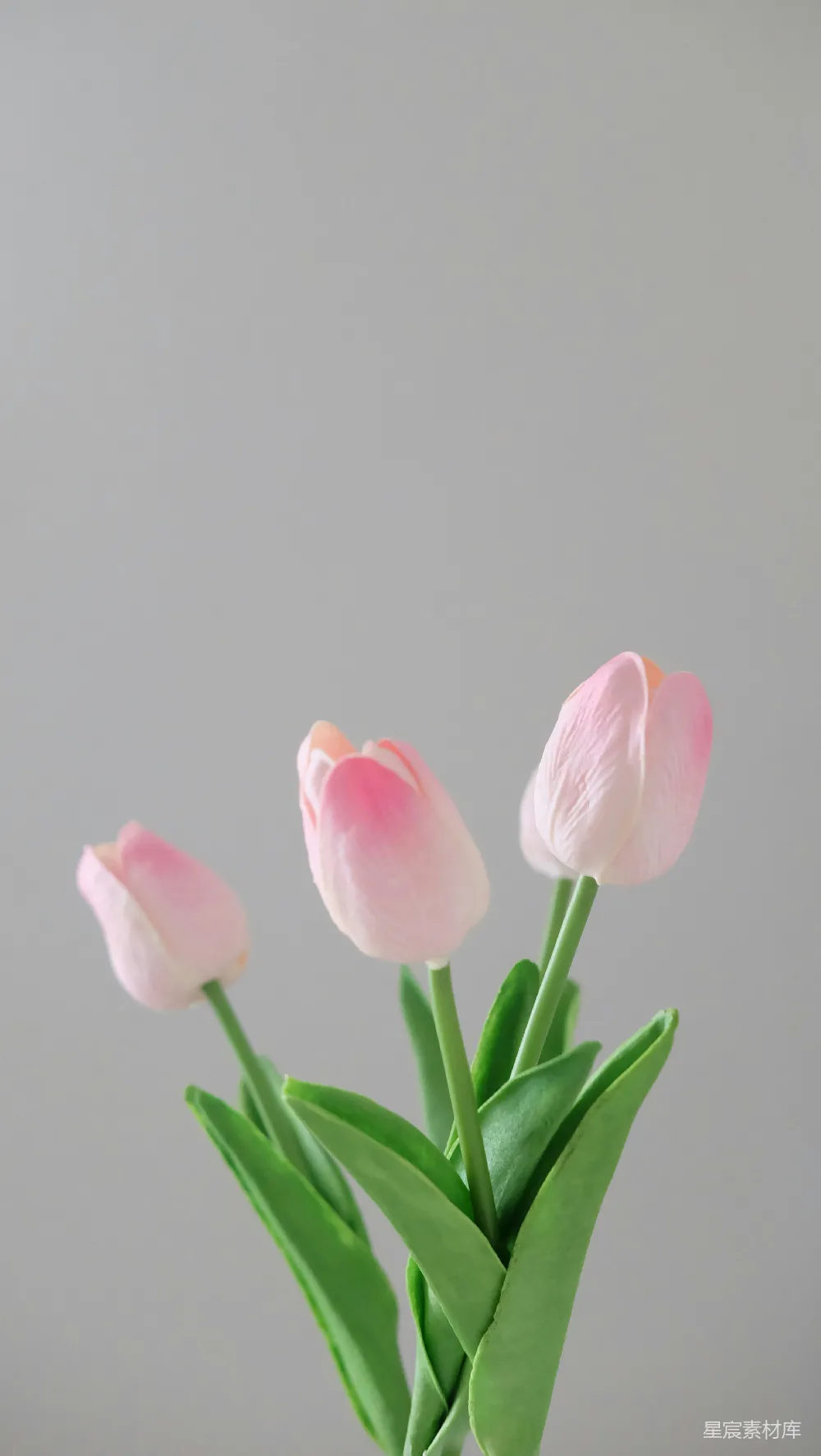 高清摄影  三朵粉红郁金香花