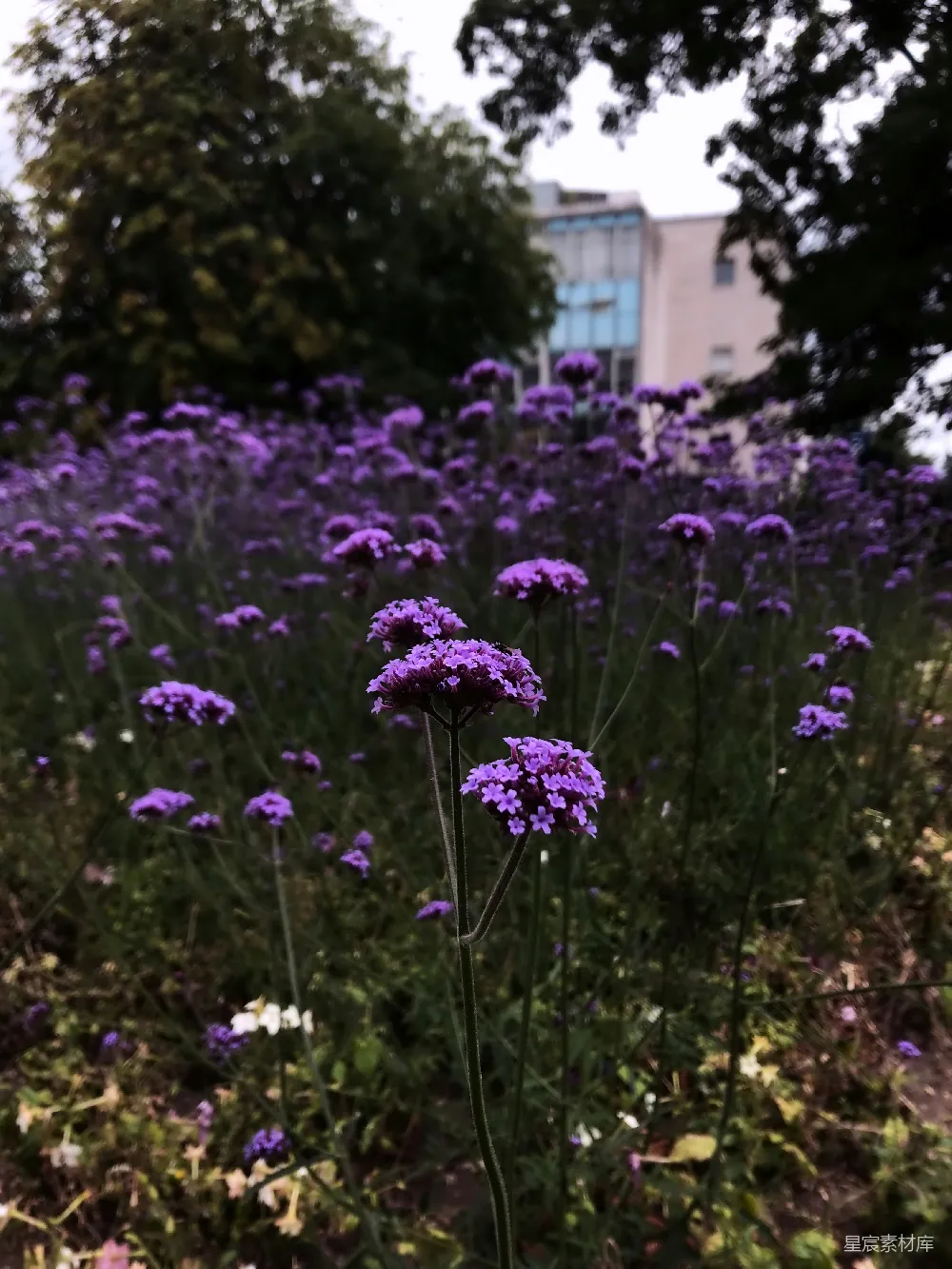高清摄影  紫色花瓣的花朵近距离摄影