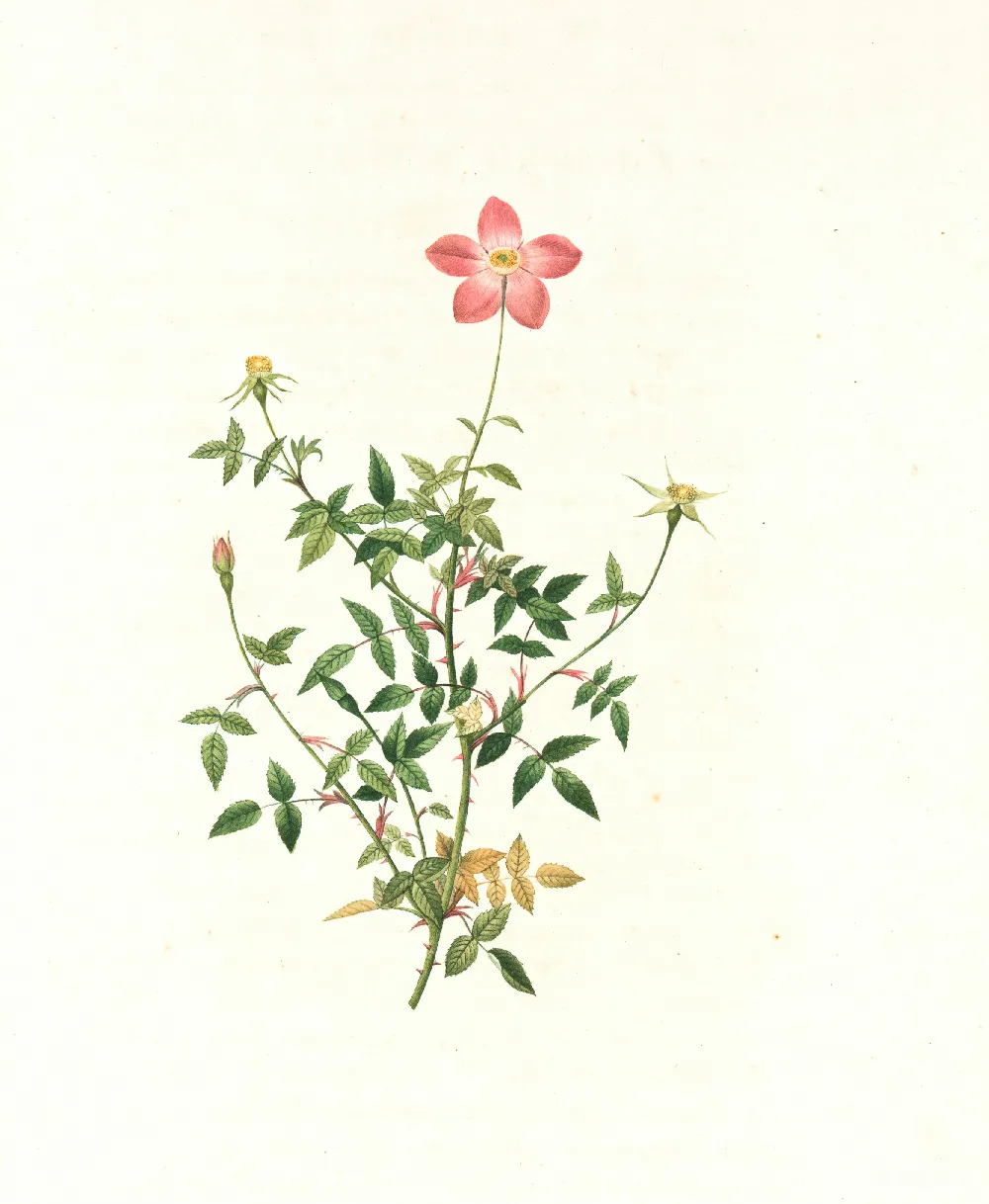 高清摄影  粉色和绿色的花朵画作