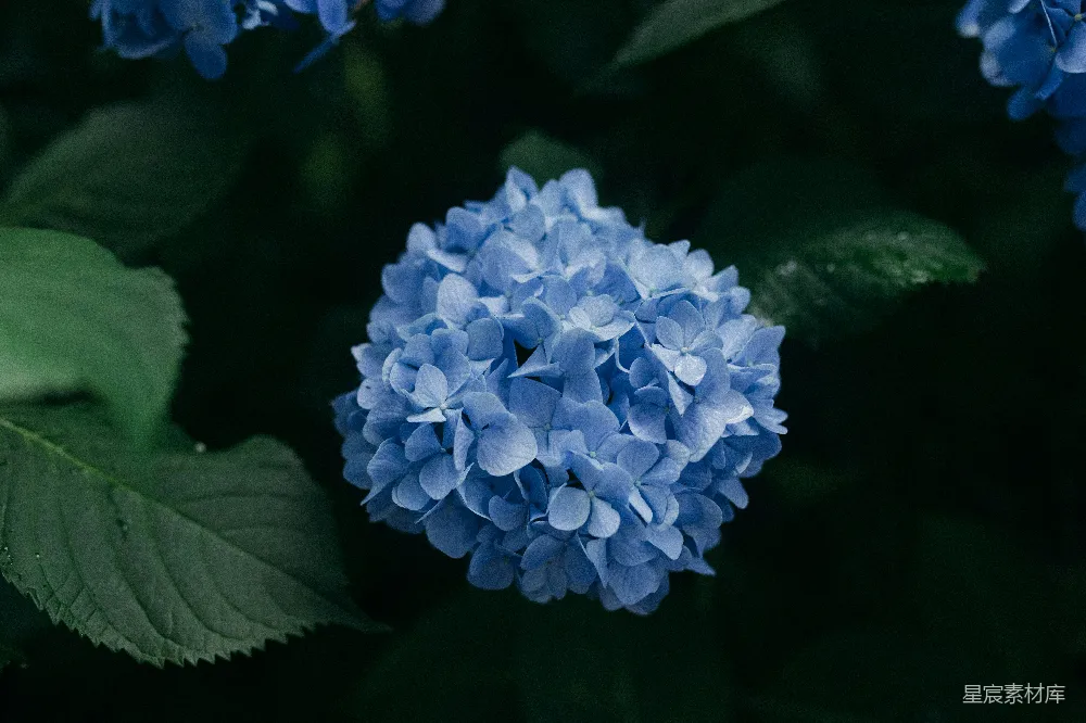高清摄影  蓝簇花