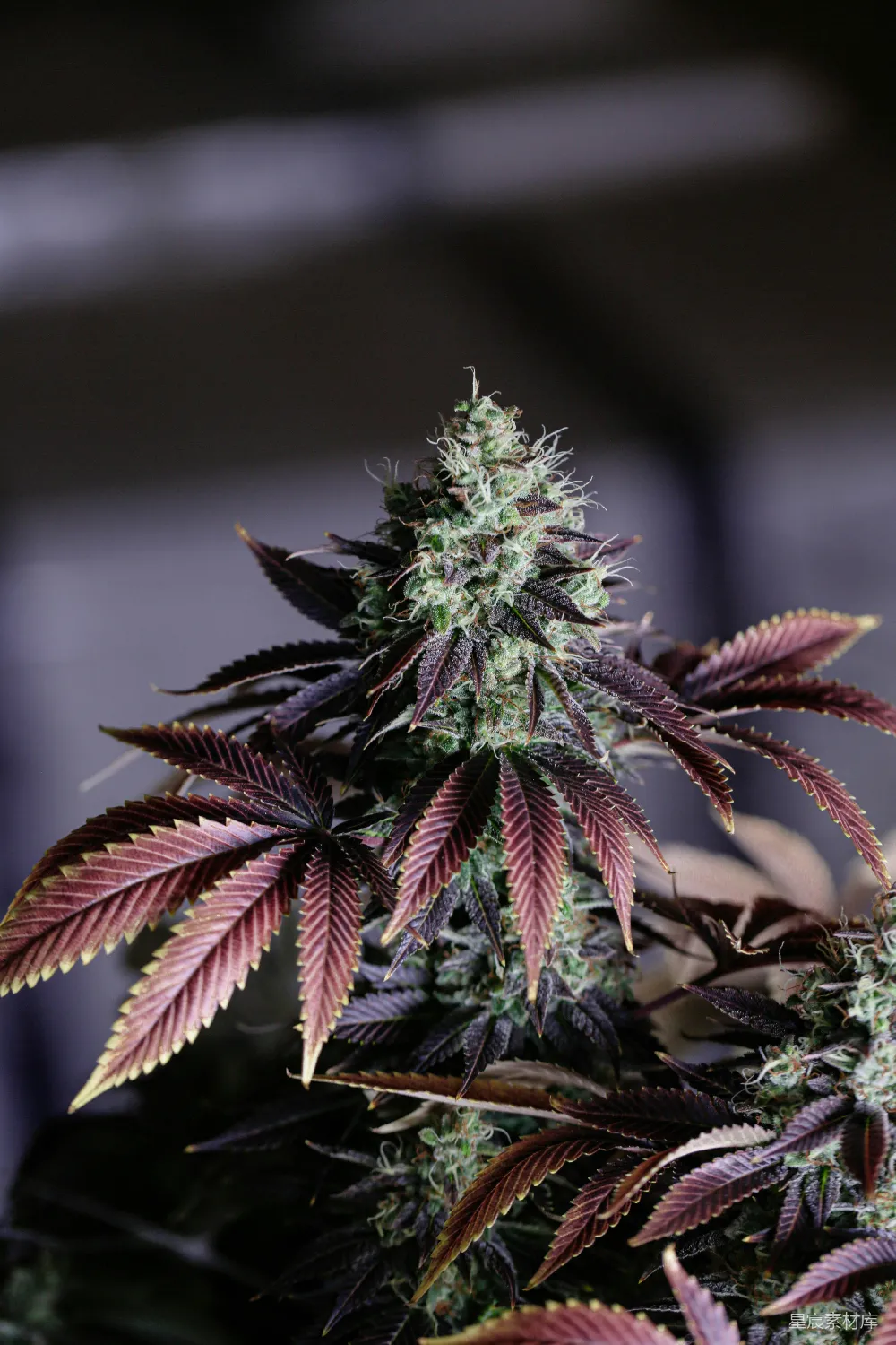 高清摄影  绿棕色的植物在近距离摄影中